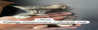 Jess 