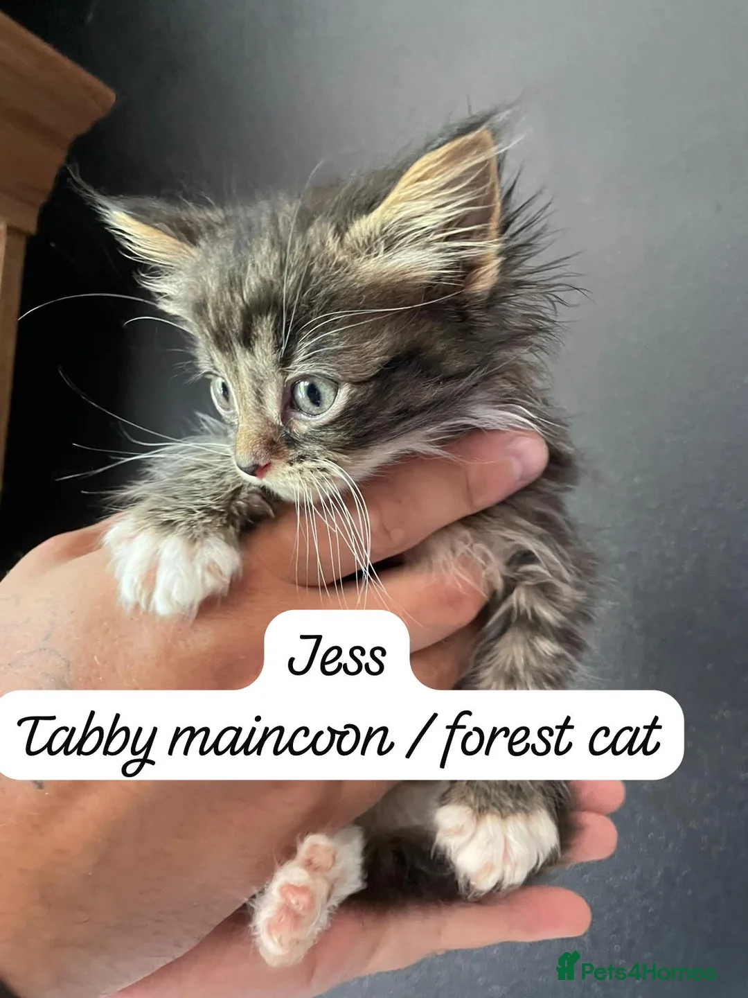 Maine Coon cats for sale: Maincoon/ forest cat  - Advert 2
