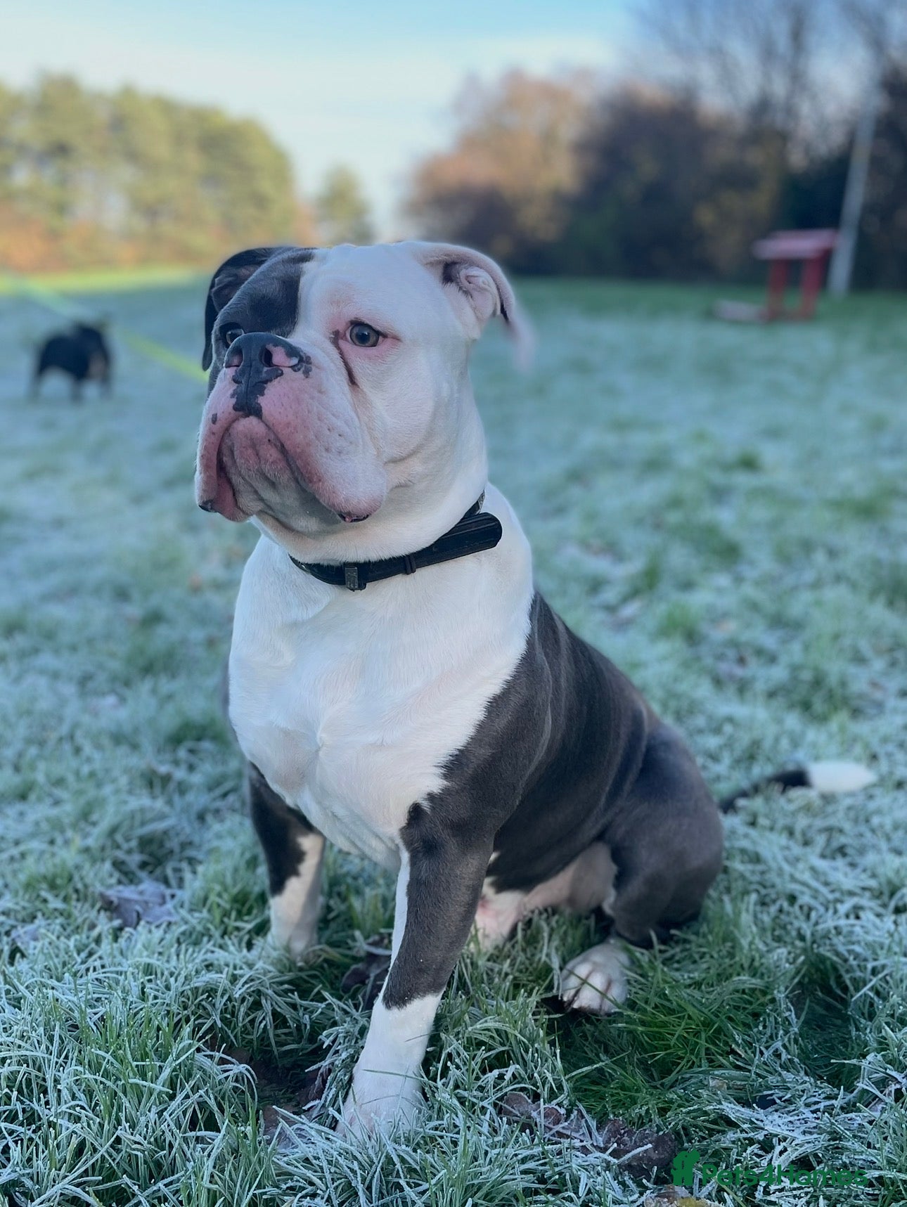 Dorset Olde Tyme Bulldogge dogs Beautiful old tymebulldog up for stud - Advert 4