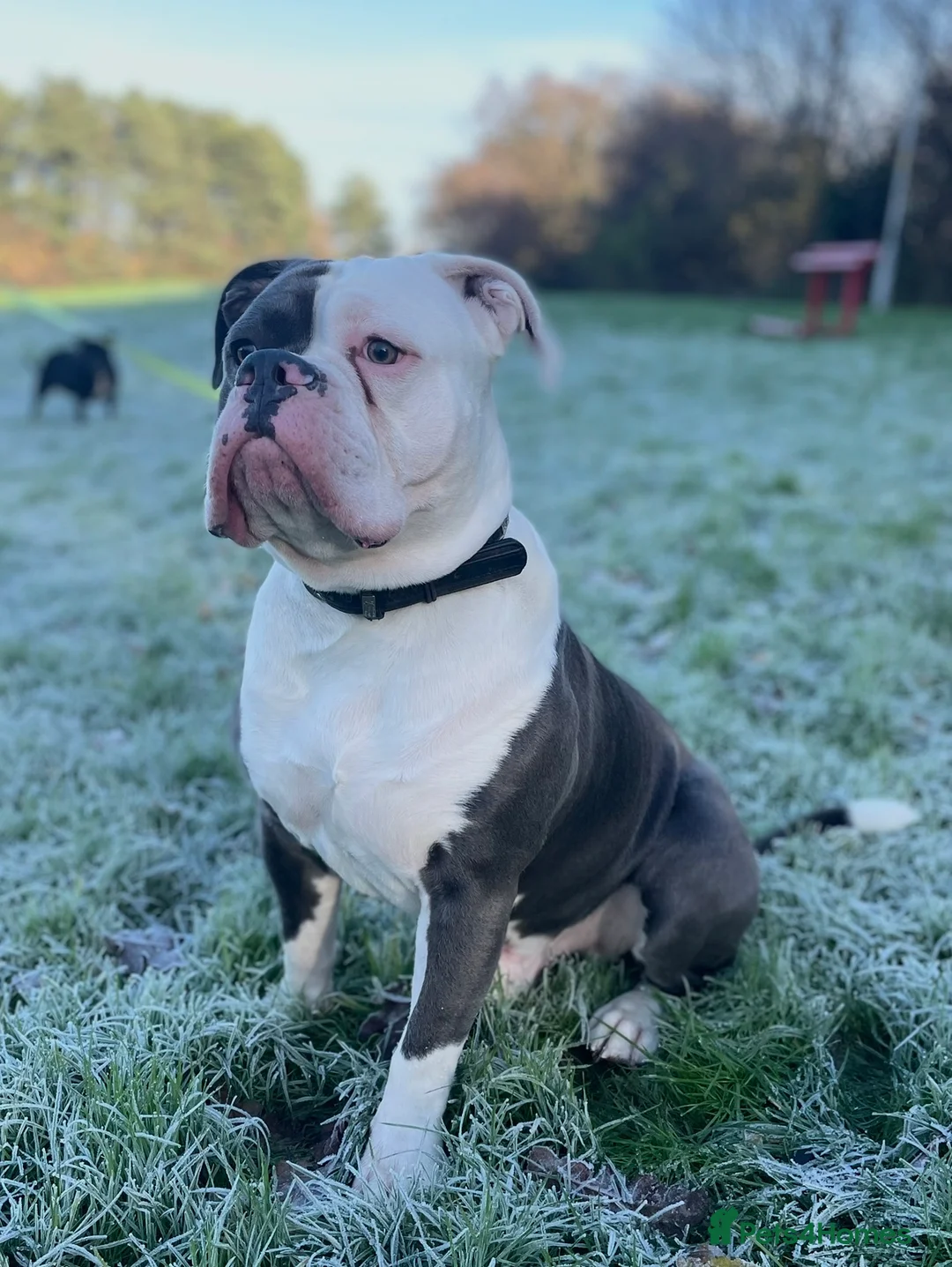 Dorset Olde Tyme Bulldogge dogs for stud: Beautiful old tymebulldog up for stud - Advert 1