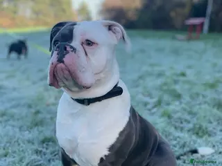 Dorset Olde Tyme Bulldogge dogs Beautiful old tymebulldog up for stud - Advert 4