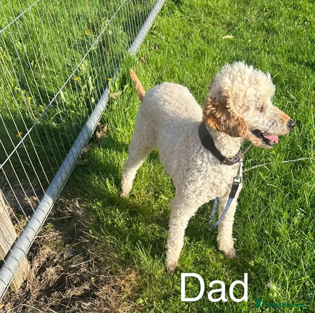 Cockapoo dogs for sale: Cockapoo puppies F1 - Advert 7