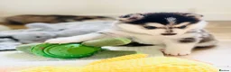 Pomsky dogs for sale: Stunning F3 Pomsky Puppies - Advert 7