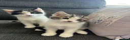 Mixed Breed cats for sale: 4 beautiful kittens ready to leave  - Advert 8