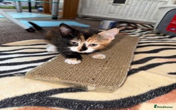 Mixed Breed cats for sale: Kittens  - Image 8