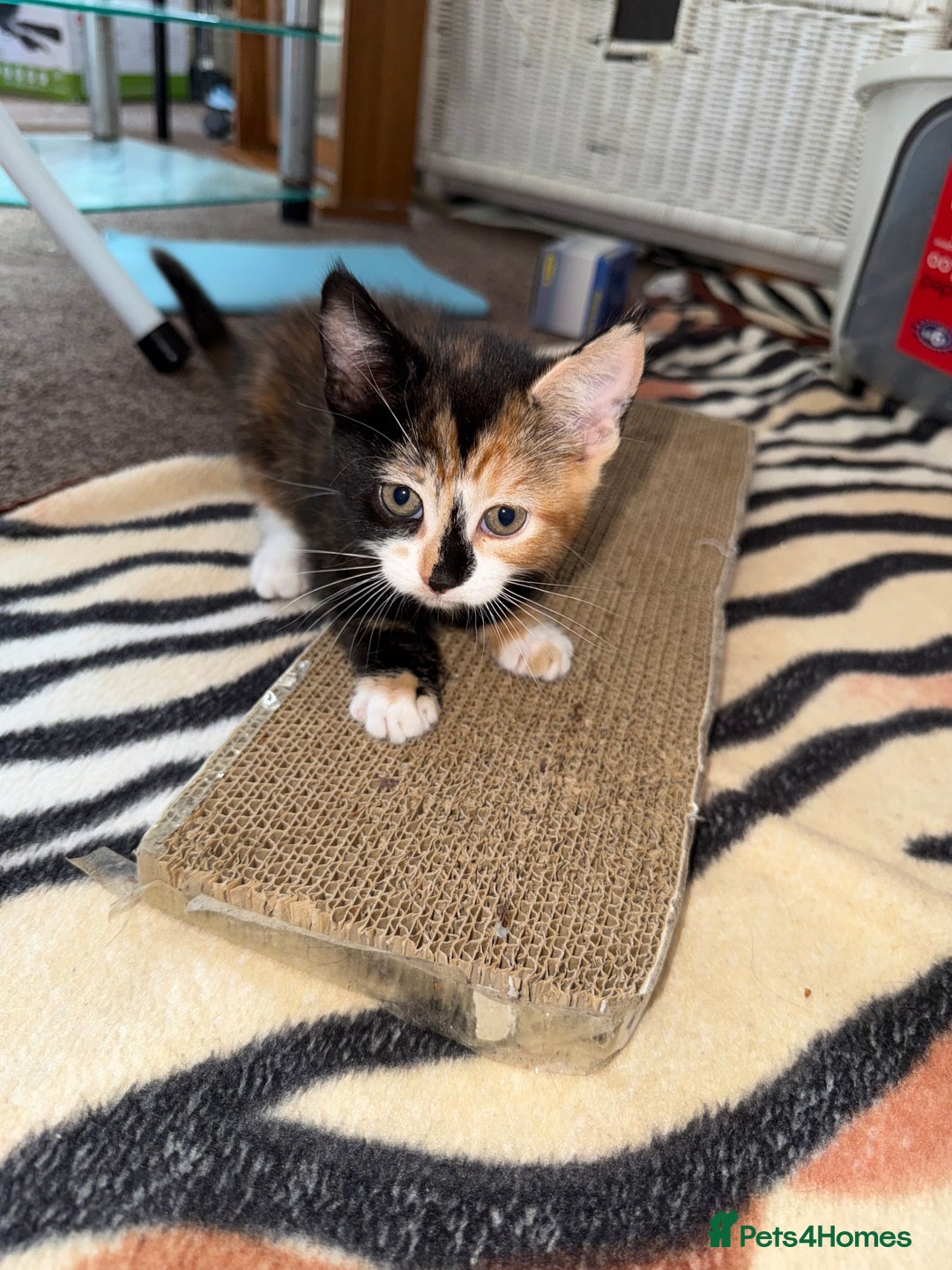 Mixed Breed cats for sale: Kittens  - Image 8