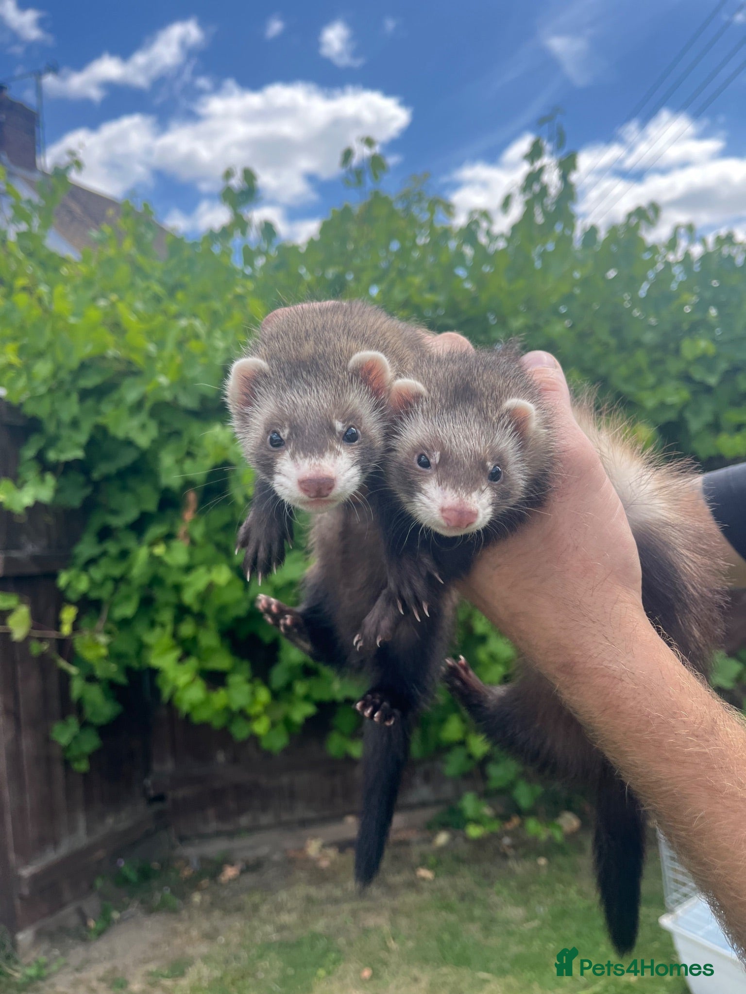 Ferret rodents Ferret kits - Advert 2