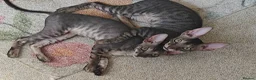 Cornish Rex cats for sale: Cornish Rex tabby kitten for sale  - Advert 5