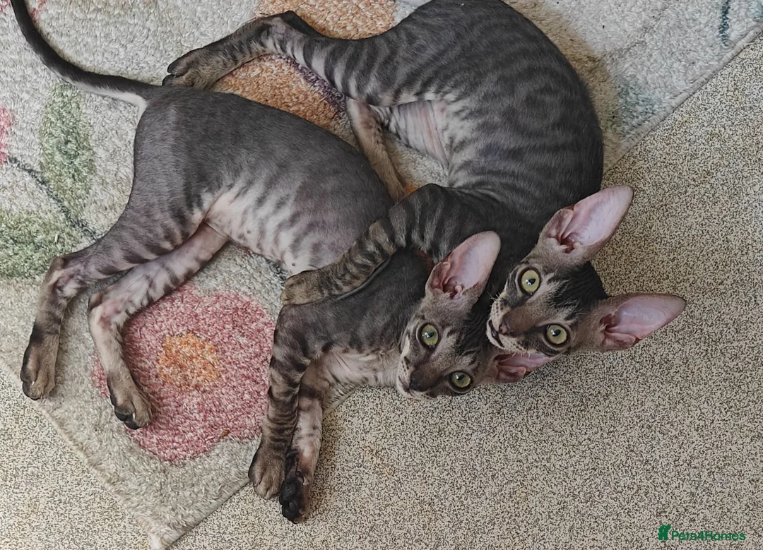 Cornish Rex cats for sale: Cornish Rex tabby kitten for sale  - Advert 5