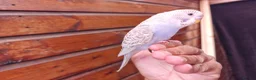 Budgerigars birds for sale: Super silly hand tamed baby budgies  - Advert 3