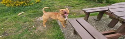 Dogue De Bordeaux dogs for sale: Dog de bordeaux  - Advert 5