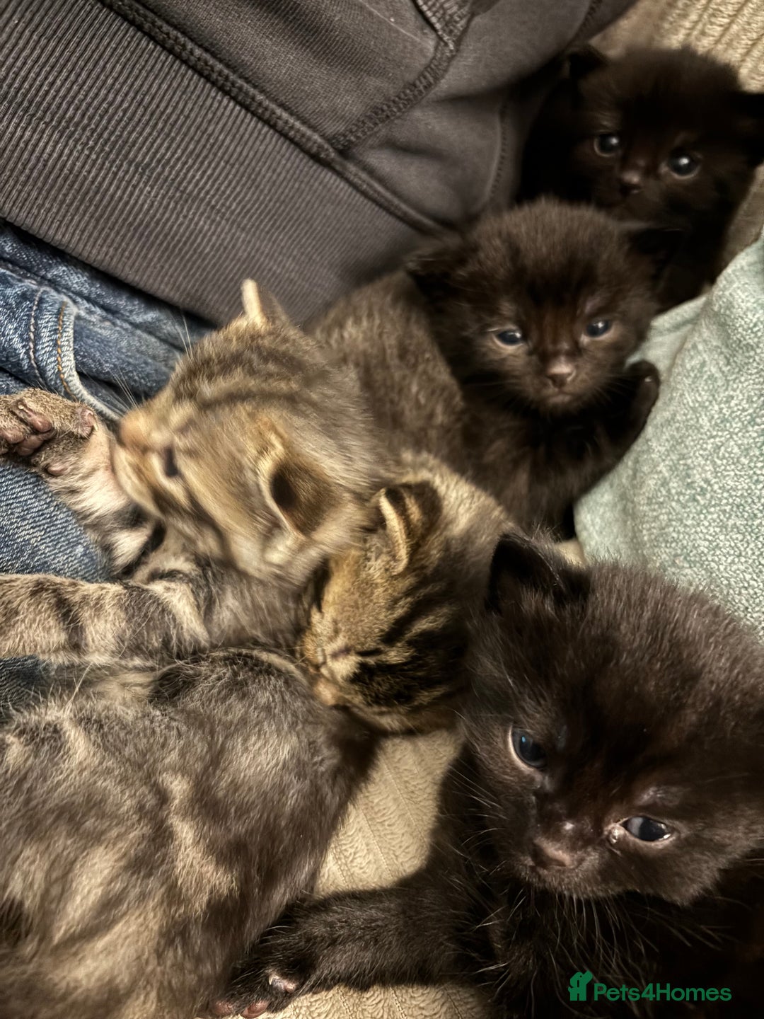 British Shorthair cats for sale: Kittens for sale - Advert 12