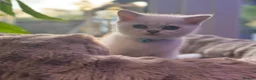 Scottish Fold cats for sale: British short hairs (Scottish straight) ready  - Advert 7