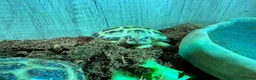 Tortoise reptiles for sale: Horsfields Tortoise - Advert 2