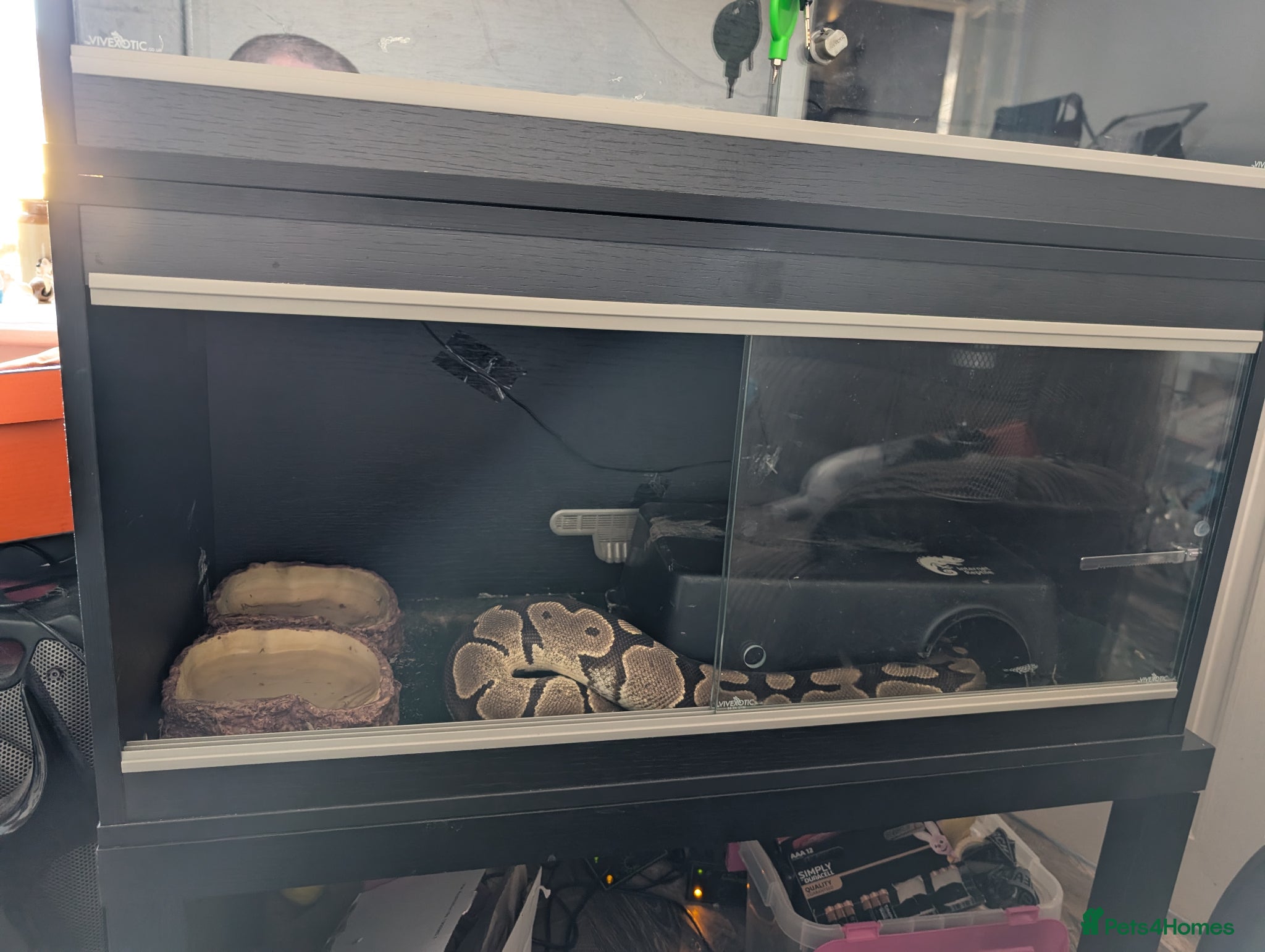 Python Snake reptiles 1x male, 1 x Female ball python for rehoming  - Advert 5