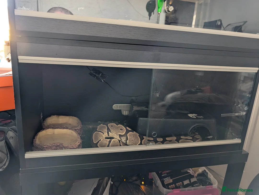 Python Snake reptiles for sale: 1x male, 1 x Female ball python for rehoming  in Colne - Advert 1