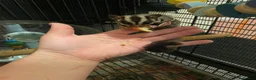 Sugar Glider rodents for sale: Male and female 5month sugar glider in Beaminster - Advert 4