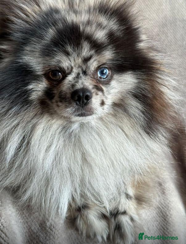 Pomeranian dogs Merle adult boy blue eye 💎 - Advert 7