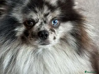 Pomeranian dogs Merle adult boy blue eye 💎 - Advert 7