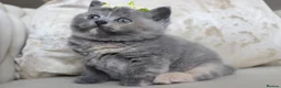 British Shorthair cats for sale: 😻 Unique BSH kittens with pedigree! ✨ - Advert 16