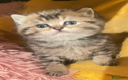 British Shorthair cats for sale: Gorgeous pure breed colour point and golden kitten - Image 10