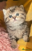 British Shorthair cats Gorgeous pure breed golden kittens - Advert 2