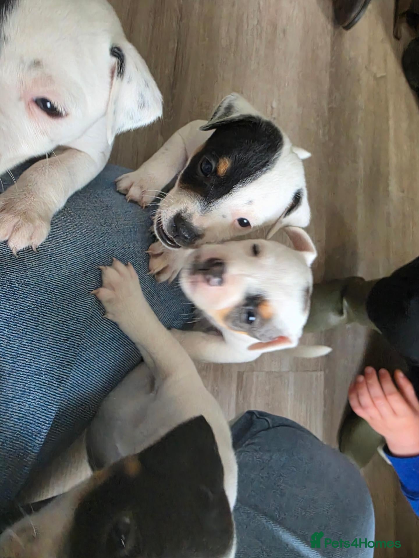 Jack Russell dogs Jack russell puppies - Advert 2