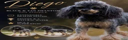 Mixed Breed dogs for sale: 1 left no more time wasters - Cute F1 Toy Jackapoo - Advert 6