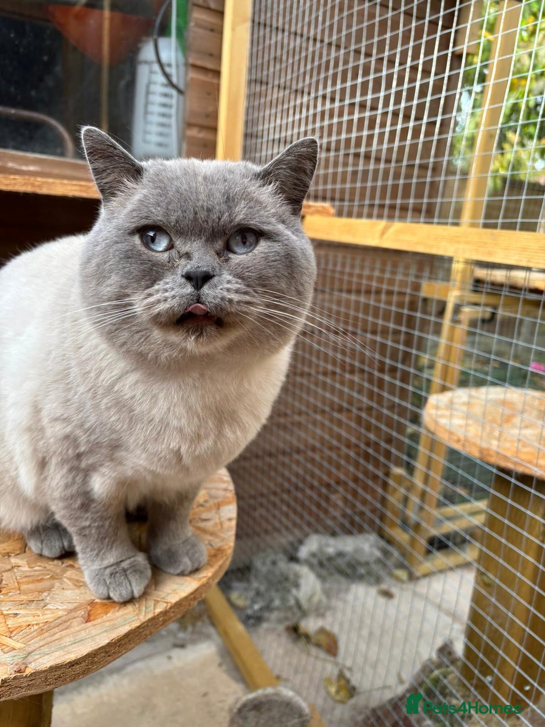 British Shorthair cats for stud: STUD BRITISH SHORTHAIRS - Advert 13