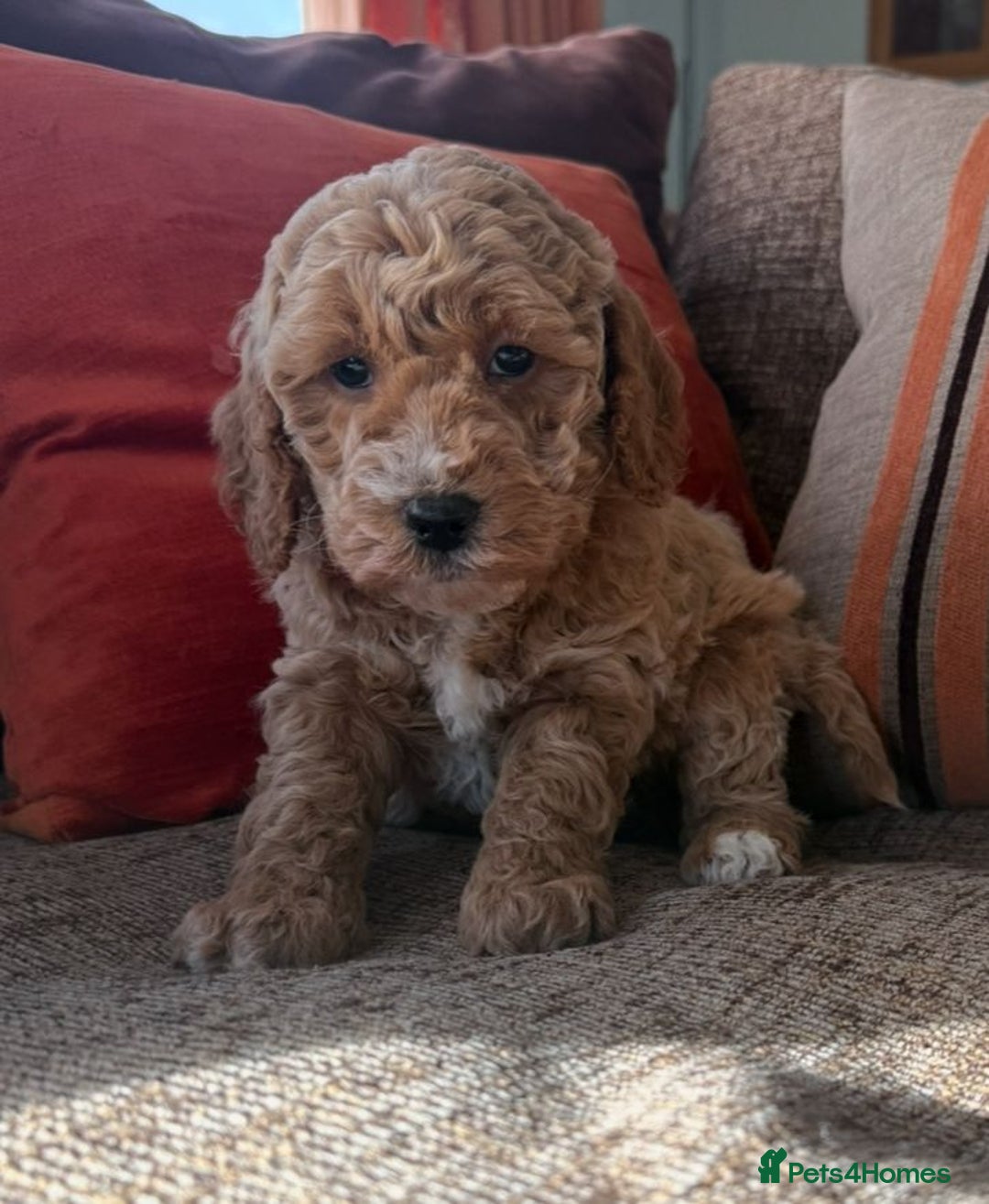 Cockapoo dogs for sale: Quality F1b Cockapoo Puppies - Advert 14