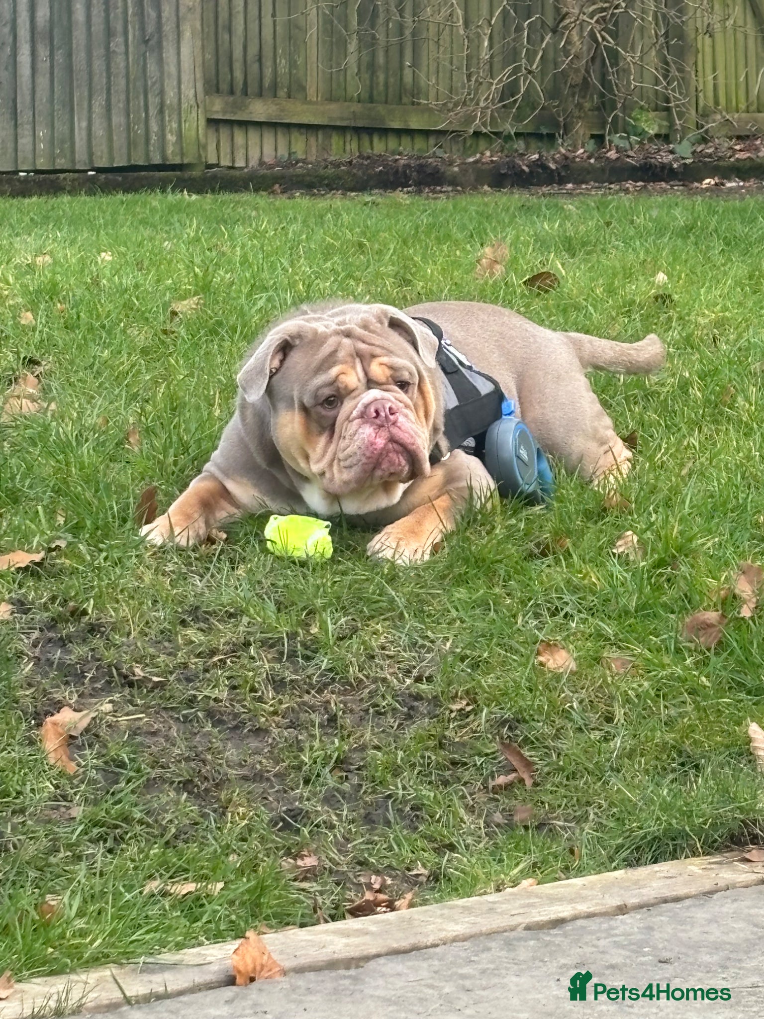 Mixed Breed dogs Rocky- 2 years old Male - Advert 5