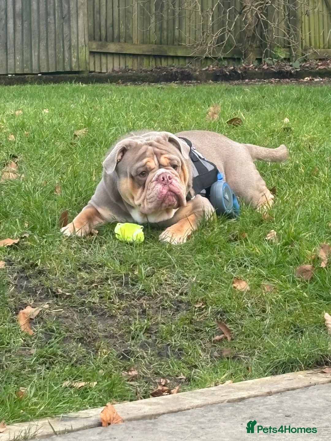 Mixed Breed dogs for sale: Rocky- 2 years old Male - Advert 1