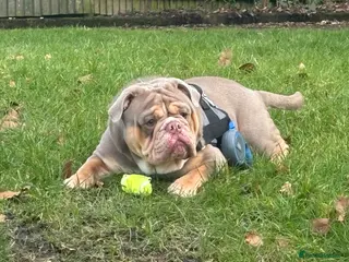 Mixed Breed dogs Rocky- 2 years old Male - Advert 5