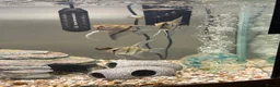 Angelfish fish for sale: Tropical Angelfish £30 - Advert 1