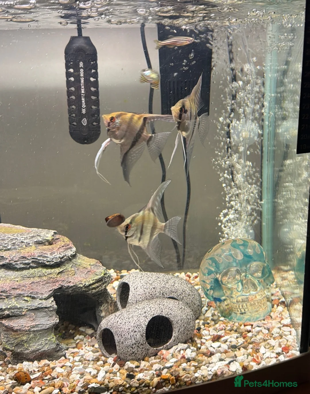 Angelfish fish for sale: Tropical Angelfish £30 - Advert 1