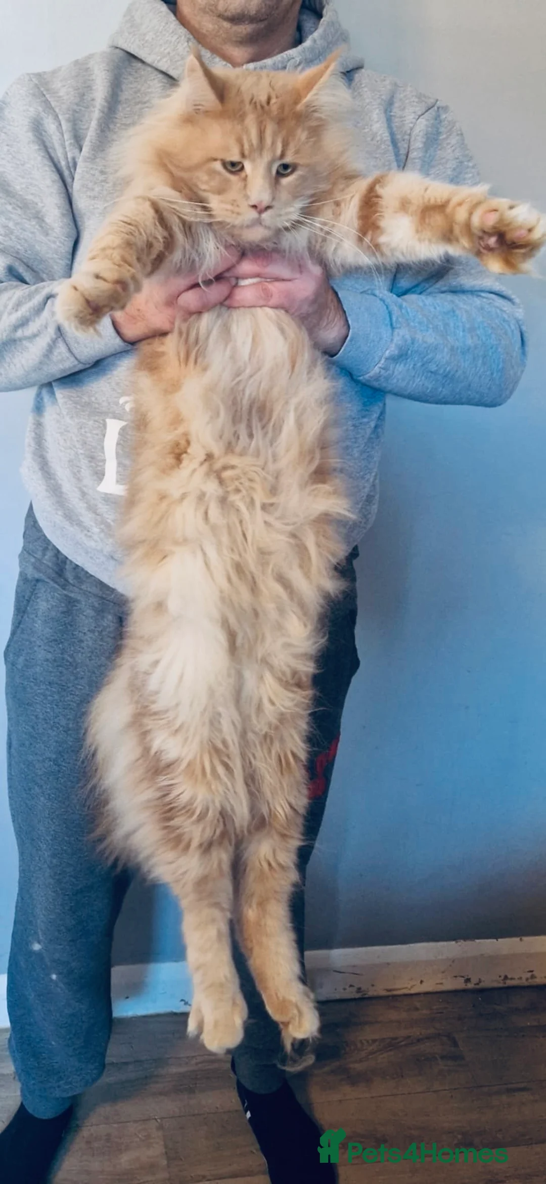 Maine Coon cats for stud: GCCF & Tica Registered Cream Smoke Maine Coon in Spalding - Advert 10