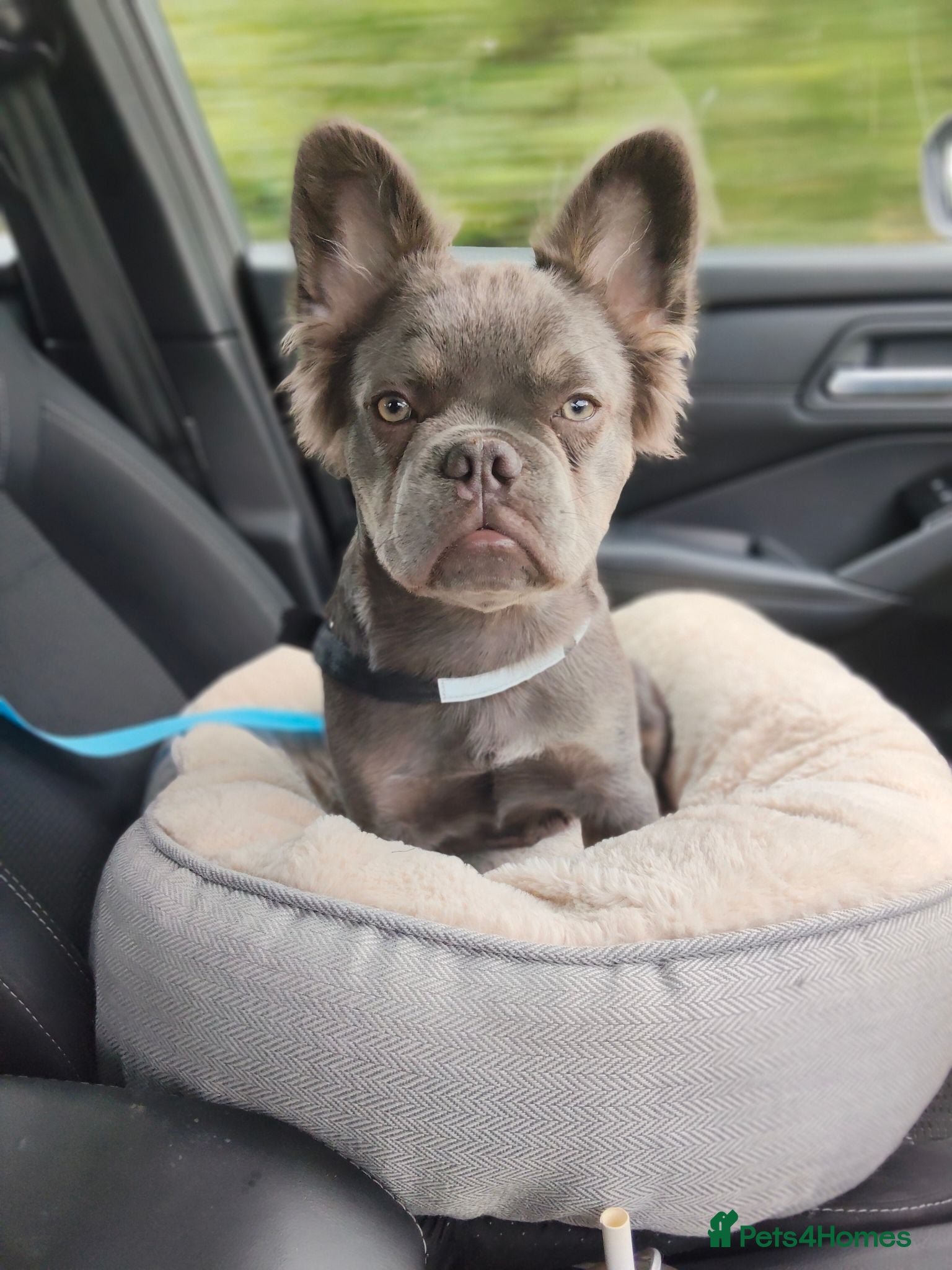French Bulldog dogs Fluffy French Bulldog  - Advert 1