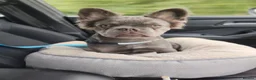French Bulldog dogs for sale: Fluffy French Bulldog  in Kidderminster - Advert 1
