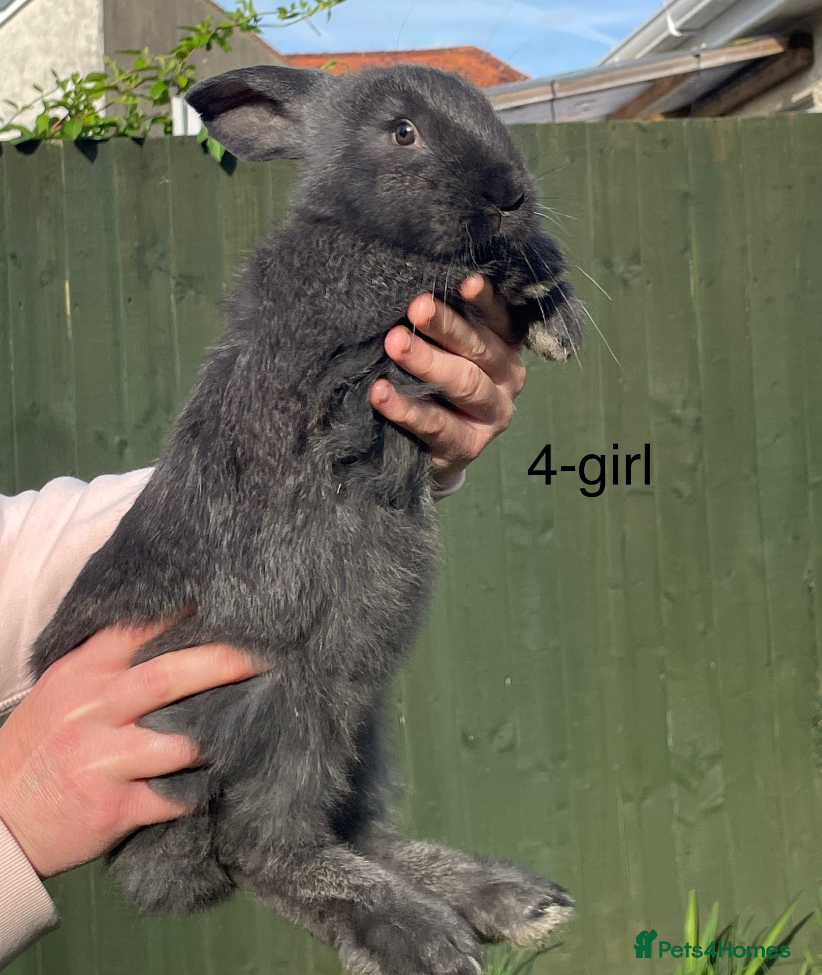 Continental Giant rabbits 💖Pure bred continental giants💖 - Advert 15