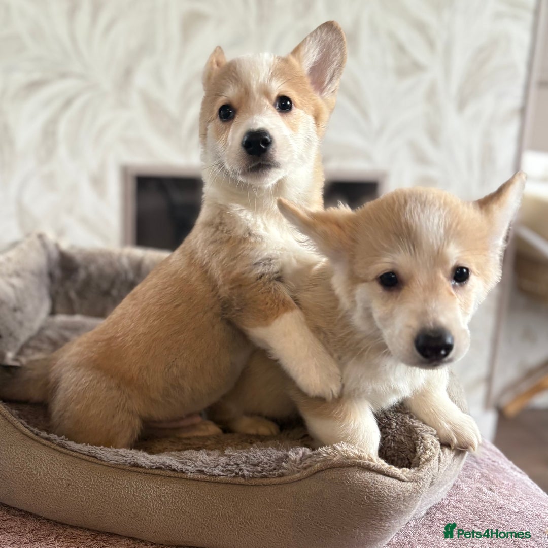 Welsh Corgi Pembroke dogs for sale: Outstanding Pembrokeshire Corgi Puppies  - Advert 25