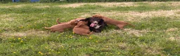 Cocker Spaniel dogs for sale: Working cocker spaniel  - Advert 8