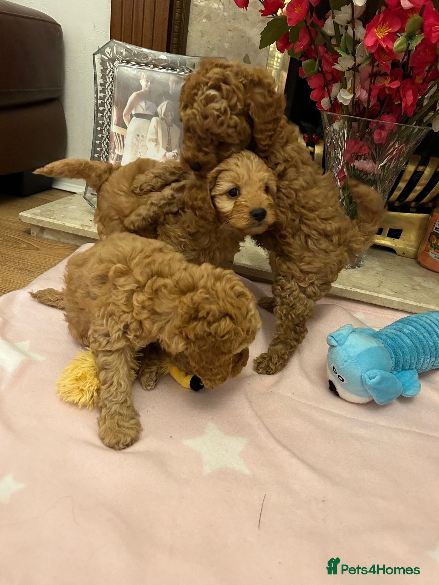 Cockapoo dogs Adorable toy cockapoo puppies  - Advert 4