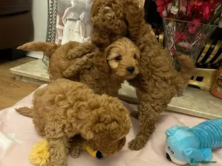 Cockapoo dogs Adorable toy cockapoo puppies - Advert 4