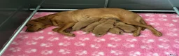 Labrador Retriever dogs for sale: KC Registered Fox Red Labrador Puppies  - Advert 6