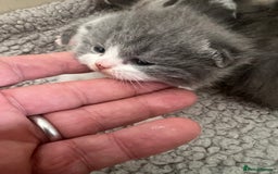British Shorthair cats for sale: 2 Stunning British Shorthair Kittens  - Image 7