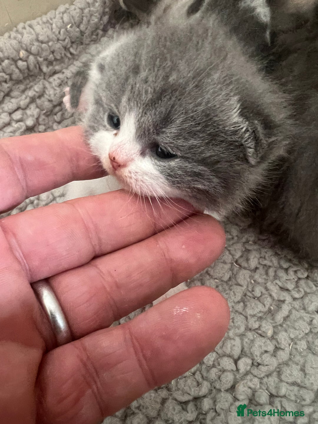British Shorthair cats for sale: 2 Stunning British Shorthair Kittens  - Image 7