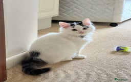 Mixed Breed cats for sale: kitten  - Image 4