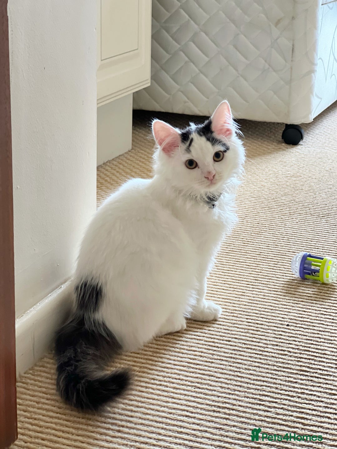 Mixed Breed cats for sale: kitten  - Image 4
