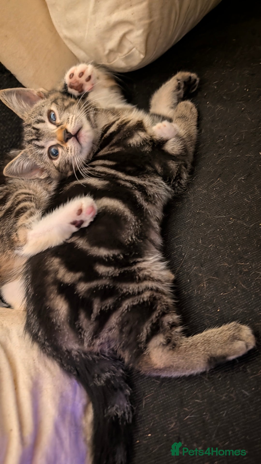 British Shorthair cats for sale: Tabby Kittens For Sale - 18th November! - Advert 3