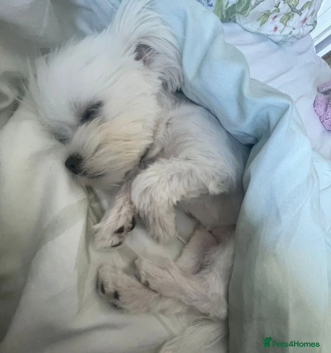 Maltese dogs for stud: 💯 Korean Maltese KC registered available for stud - Advert 5